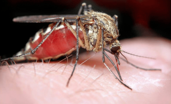 Mücke, Überträger menschlicher subkutaner Parasiten